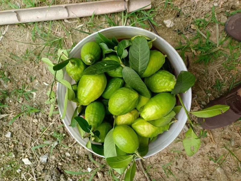 一级果柠檬