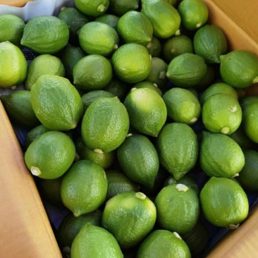 一级果柠檬