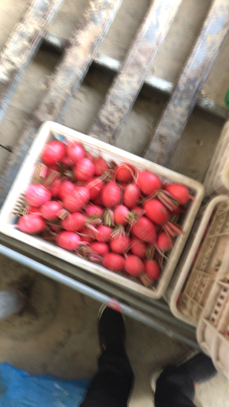 红皮萝卜，江苏东台基地大量供应，支持整车供应