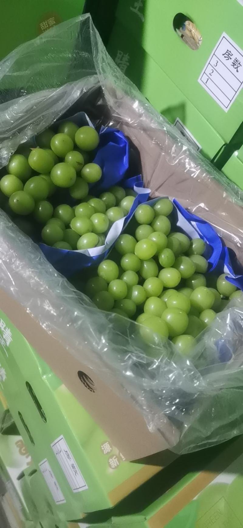 河北晋州阳光玫瑰葡萄一手货源可供市场商超视频看货欢迎订购