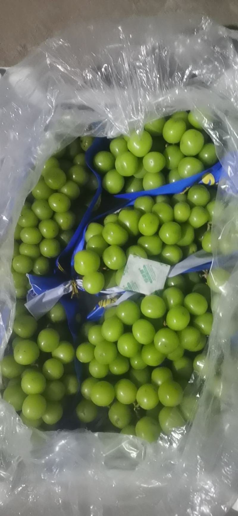 河北晋州阳光玫瑰葡萄一手货源可供市场商超视频看货欢迎订购