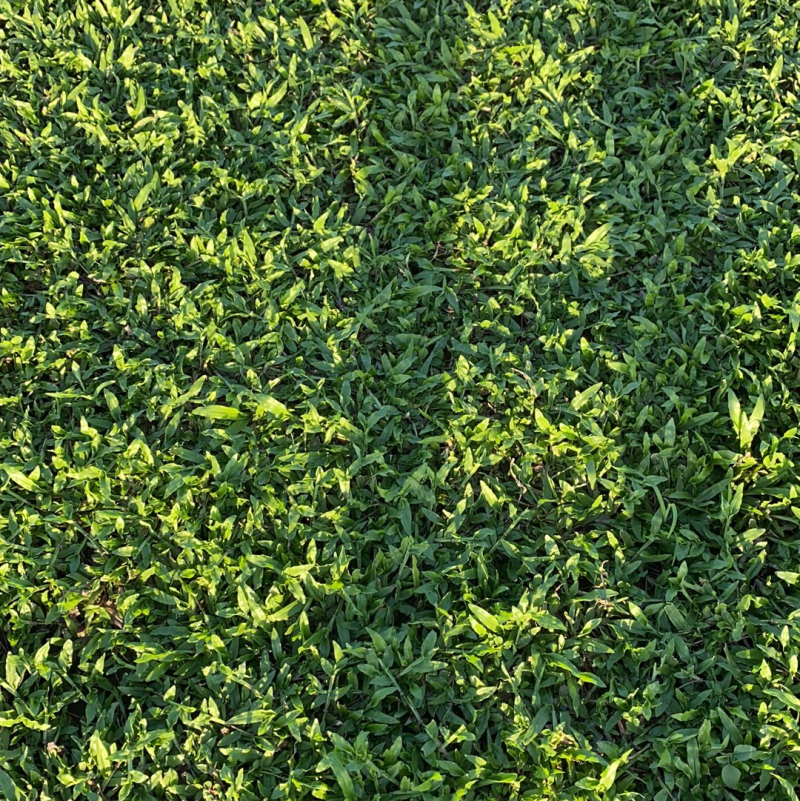 大叶油草