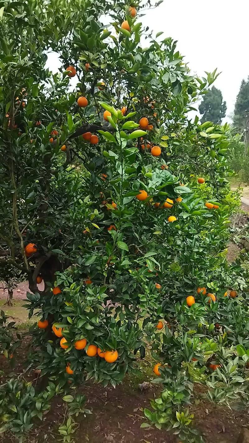 脐橙出售，存储果，蜜甜
