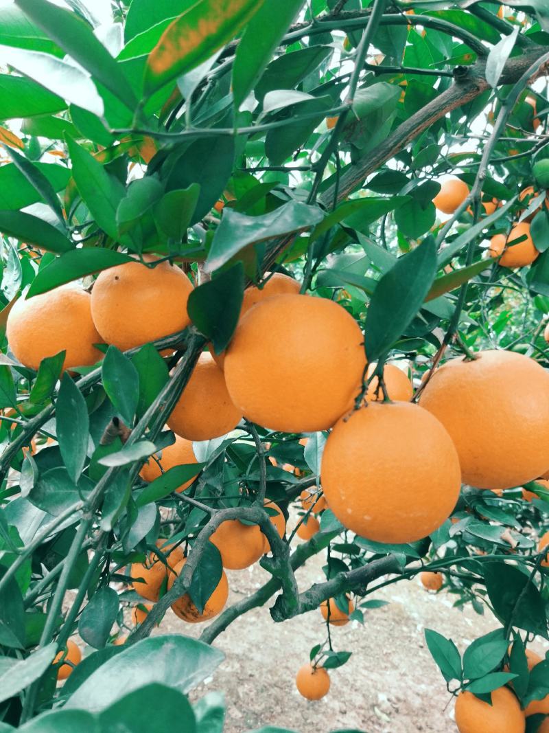 脐橙出售，存储果，蜜甜