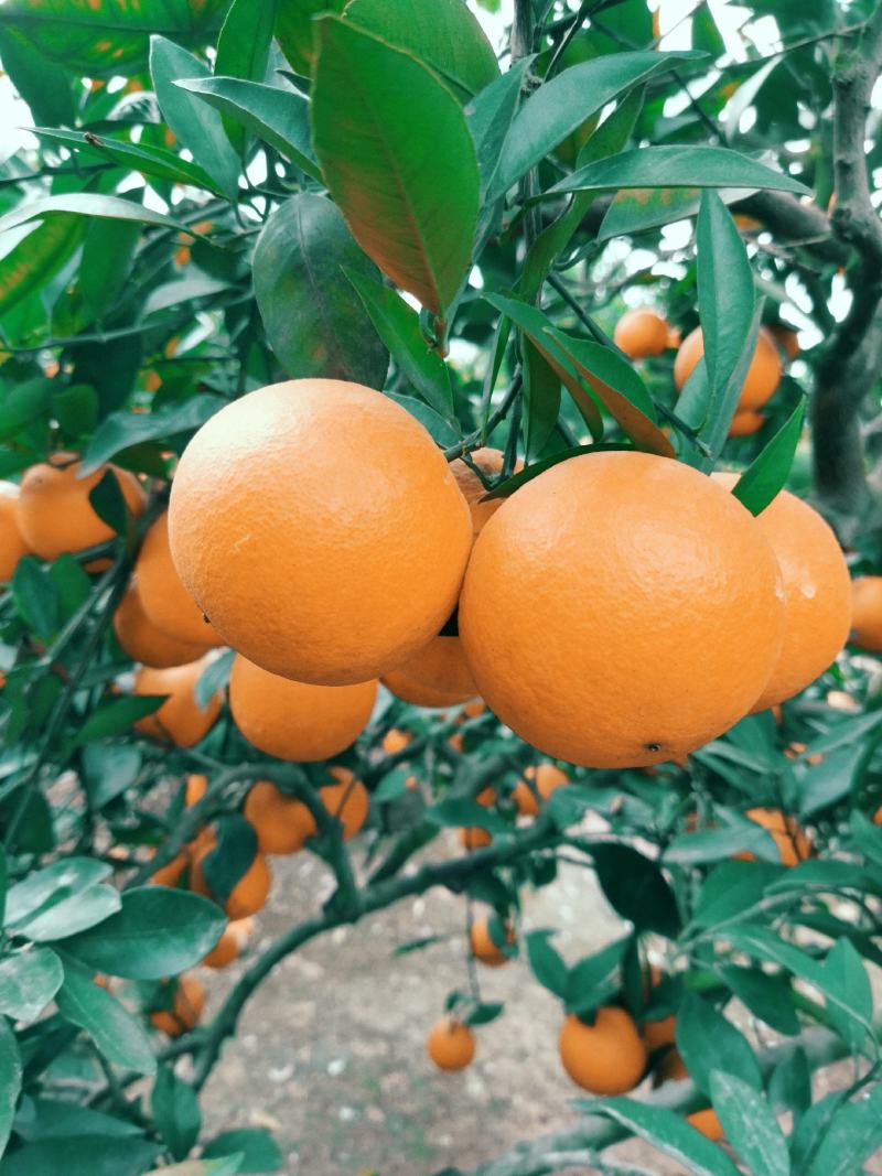 脐橙出售，存储果，蜜甜