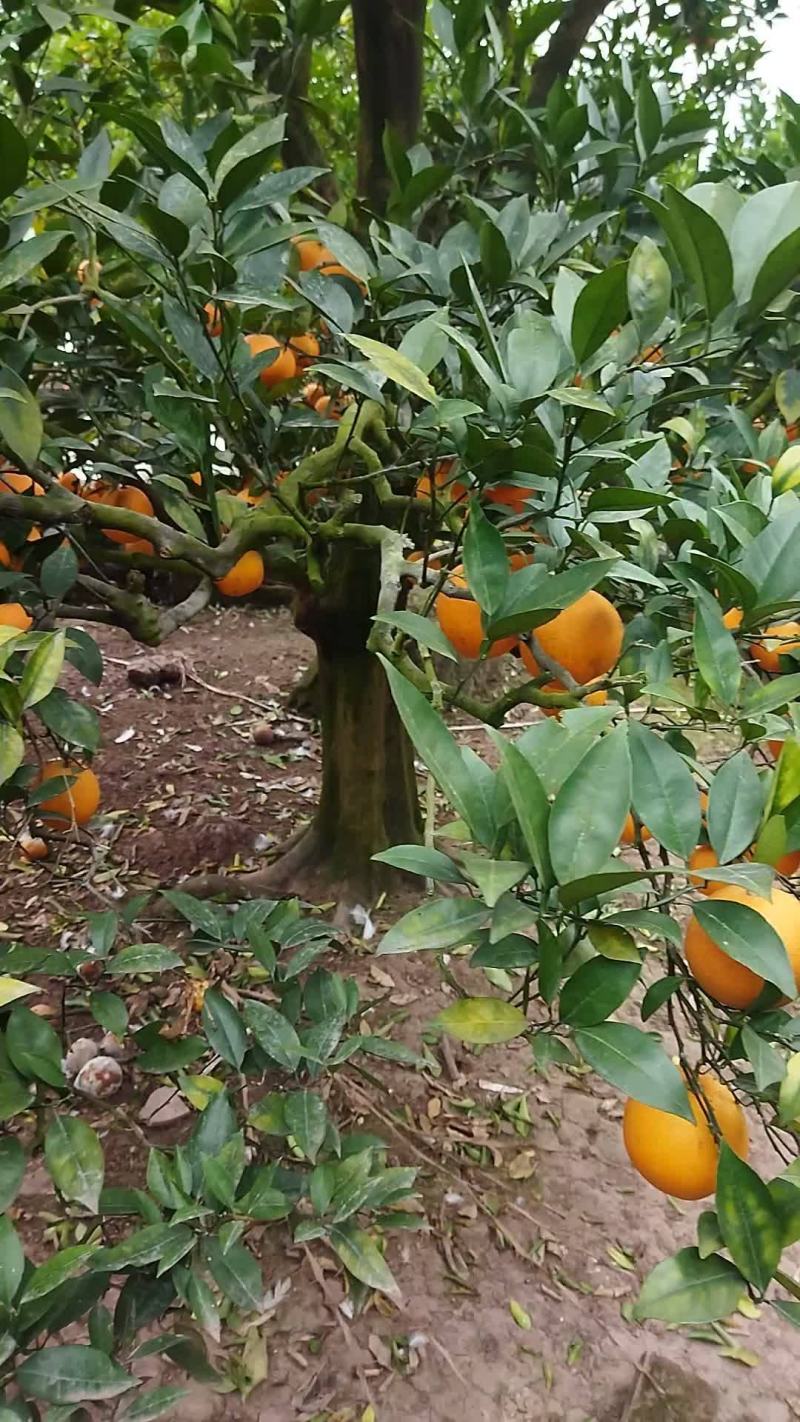 脐橙出售，存储果，蜜甜