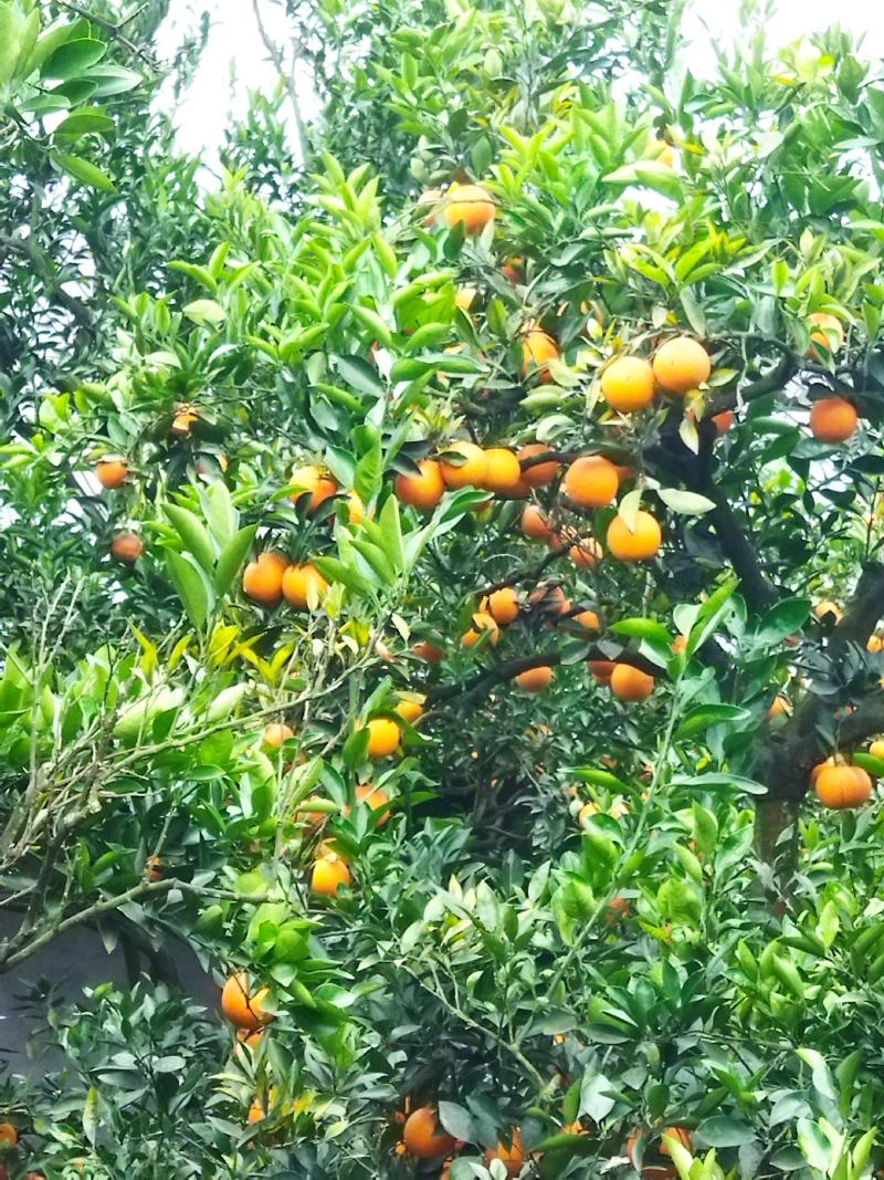 脐橙出售，存储果，蜜甜