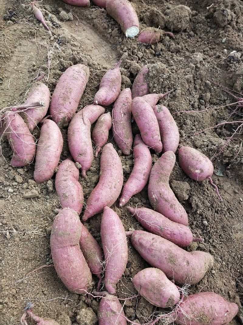 【对接档口】山东红薯济薯26产地发货量大从优