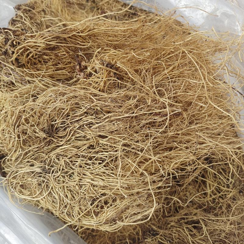 细辛3年净根细辛产地辽宁省地道药材紫轩堂药业