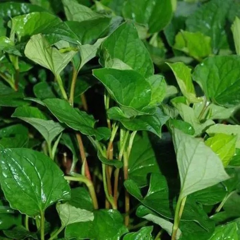 鱼腥草折耳根狗节耳凉拌菜狗耳菜