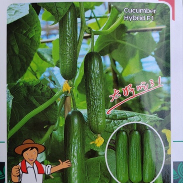 杂交水果黄瓜种子口口脆黄瓜种子可以生吃水分足