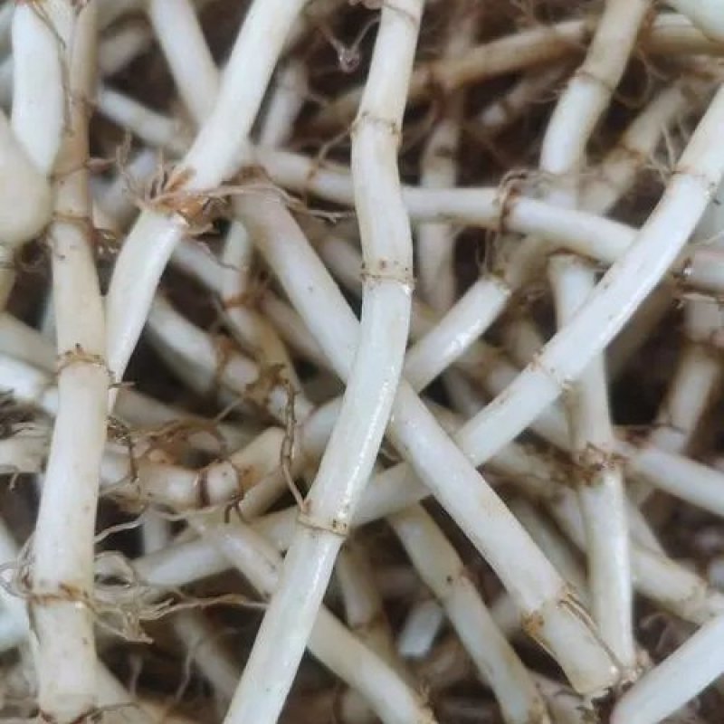鱼腥草折耳根狗节耳凉拌菜狗耳菜