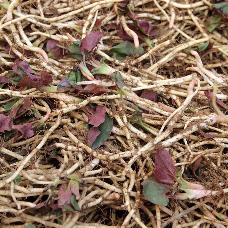 鱼腥草折耳根狗节耳凉拌菜狗耳菜