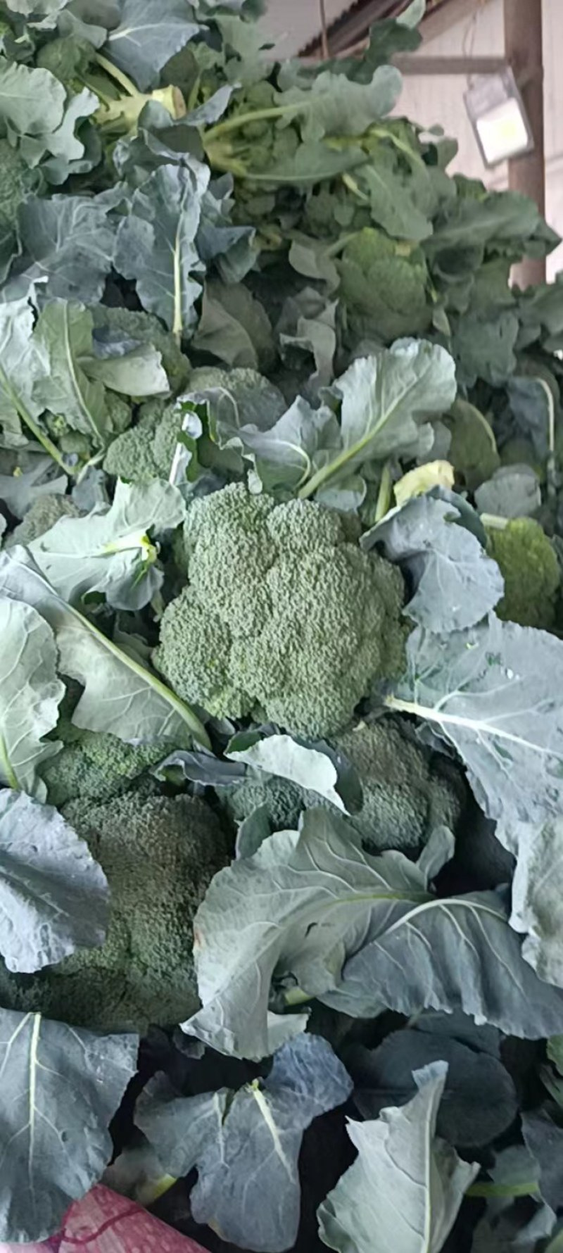 商丘本地耐寒优秀西蓝花，一手货源，质量保证，欢迎采购