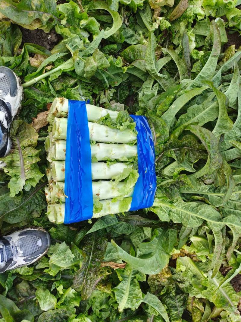 万亩基地，红杆，莴笋，精品，大量现货，皮薄肉厚，质量好，