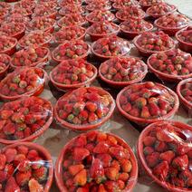 宁玉草莓妙香草莓货源充足包装齐全对接全国电商平台商超