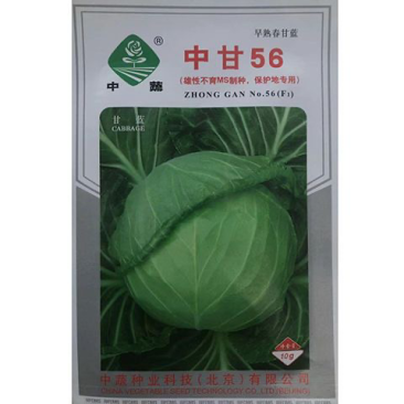 中甘56甘蓝种子