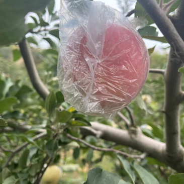 正宗山西红富士，味道可口