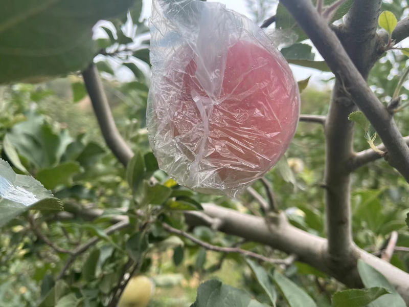 正宗山西红富士，味道可口