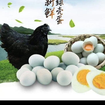 【天然黄】新鲜绿壳蛋，360枚/箱，31至32斤