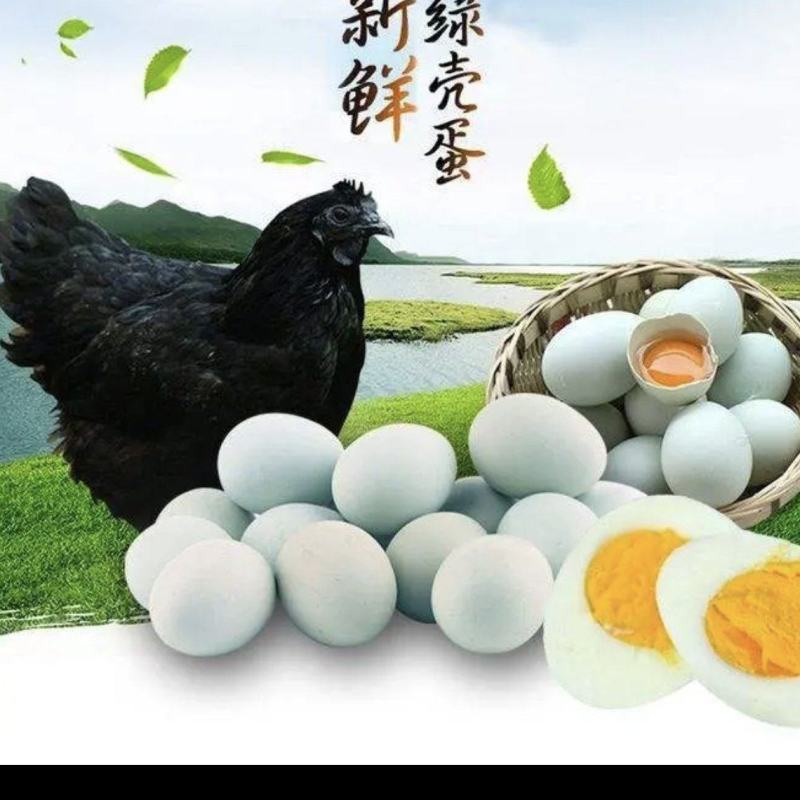 【天然黄】新鲜绿壳蛋，360枚/箱，31至32斤