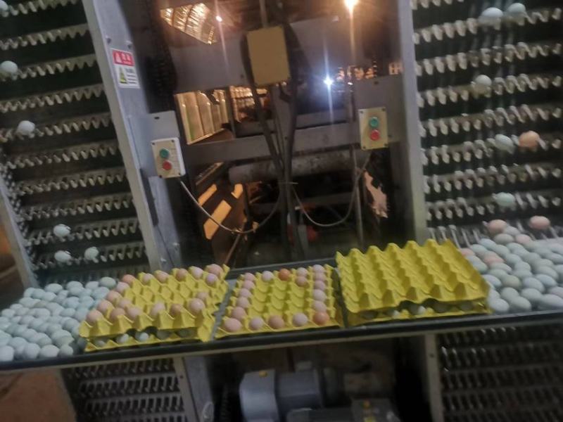 【天然黄】新鲜绿壳蛋，360枚/箱，31至32斤