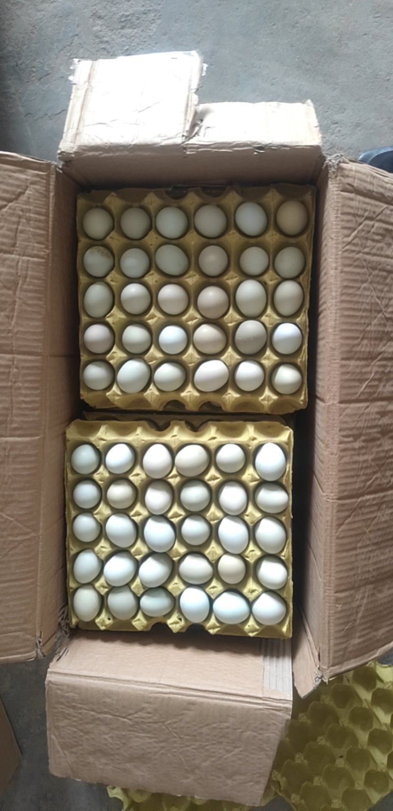 【天然黄】新鲜绿壳蛋，360枚/箱，31至32斤