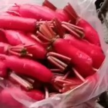 崇州百亩沙地红皮萝卜