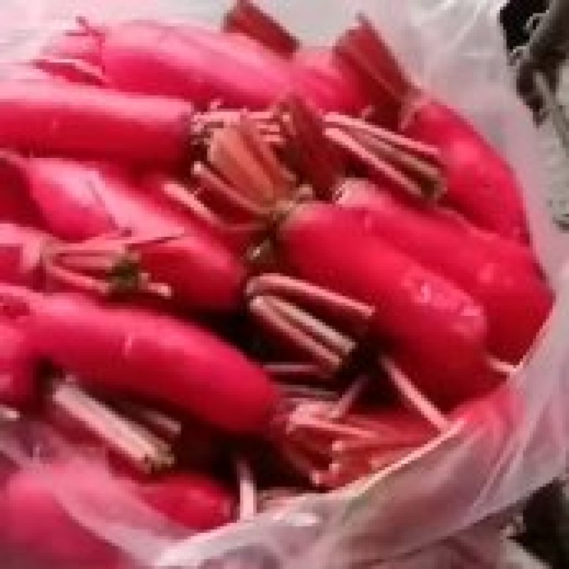崇州百亩沙地红皮萝卜