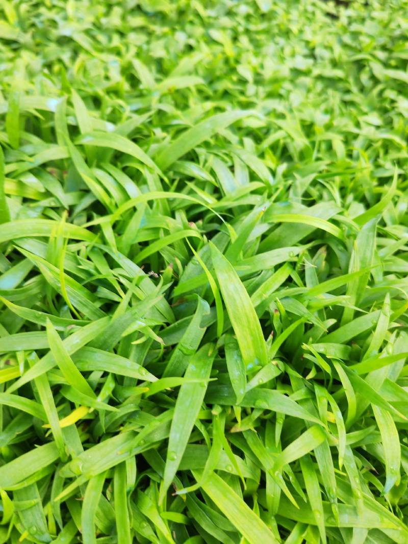 白芨苗，基地直供宽叶紫花三叉大白芨直播小苗