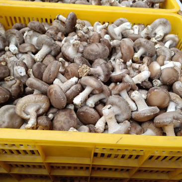 精品中菇开始上市