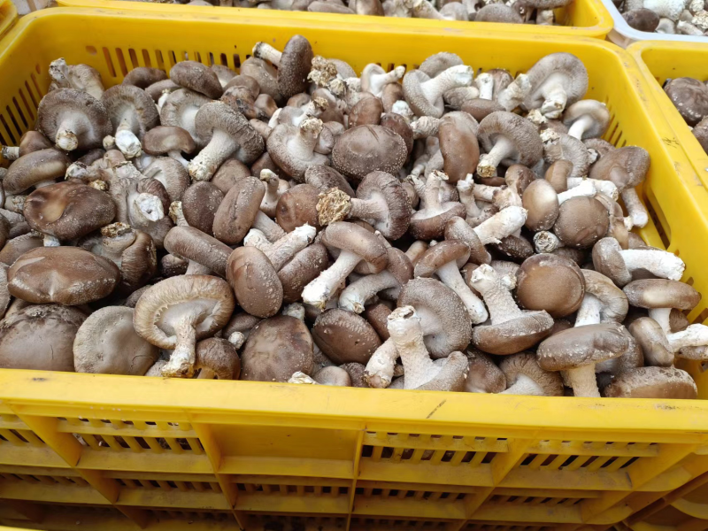 精品中菇开始上市