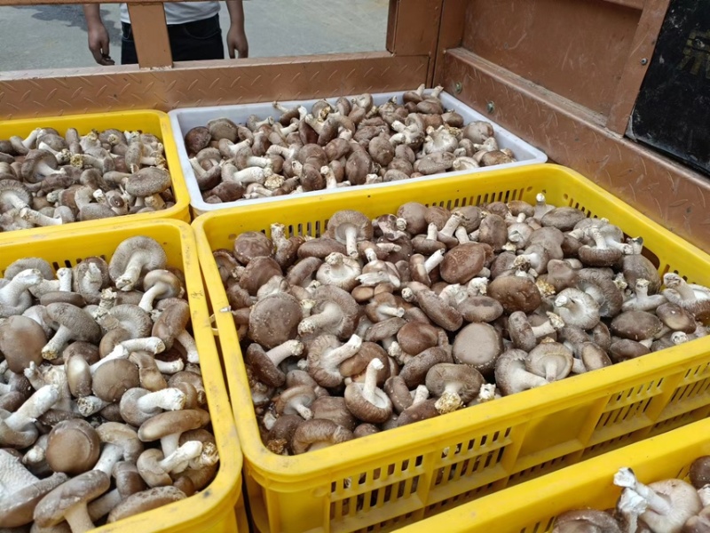 精品中菇开始上市