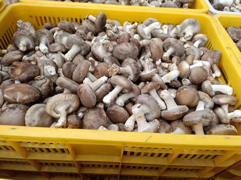 精品中菇开始上市