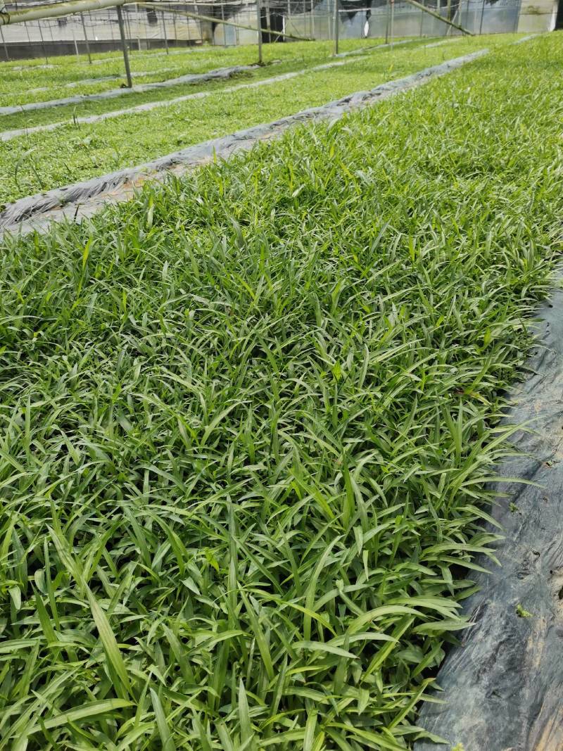 白芨苗，基地直供宽叶紫花三叉大白芨直播小苗