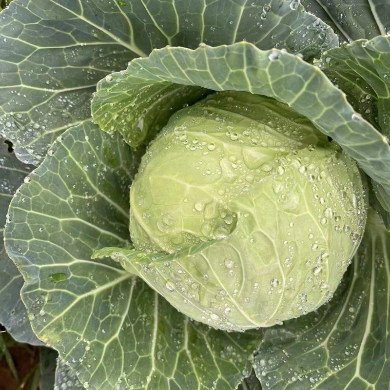 小铁头