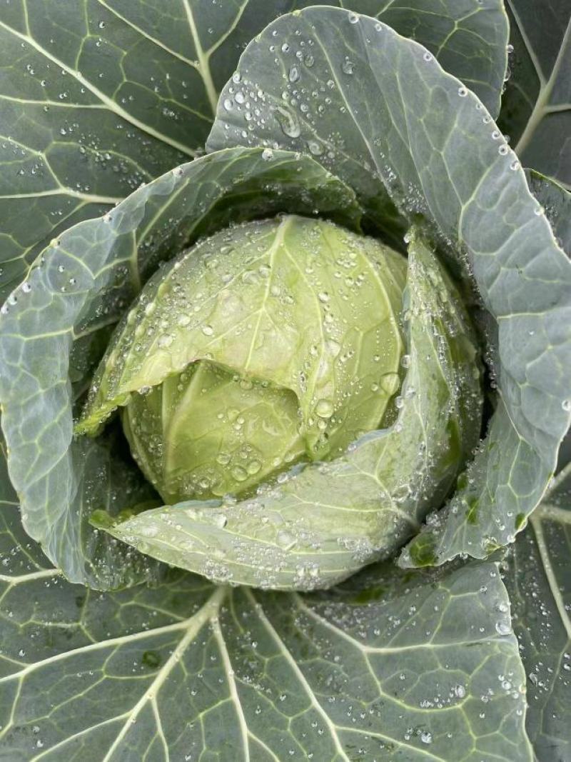 小铁头