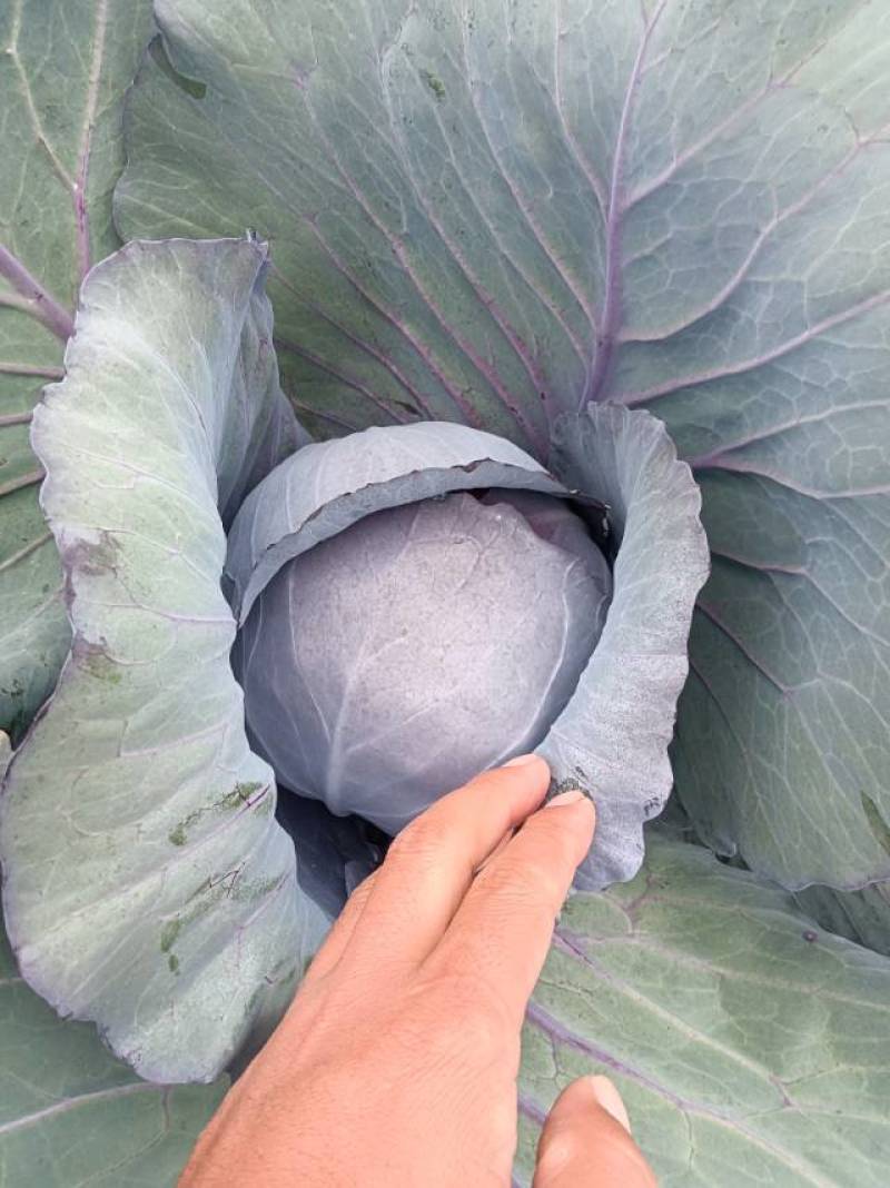 小铁头