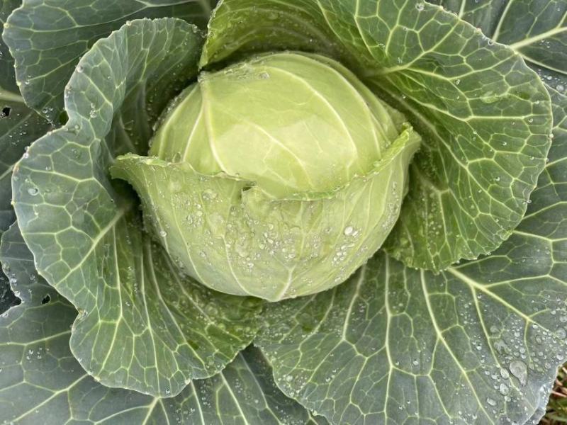 小铁头
