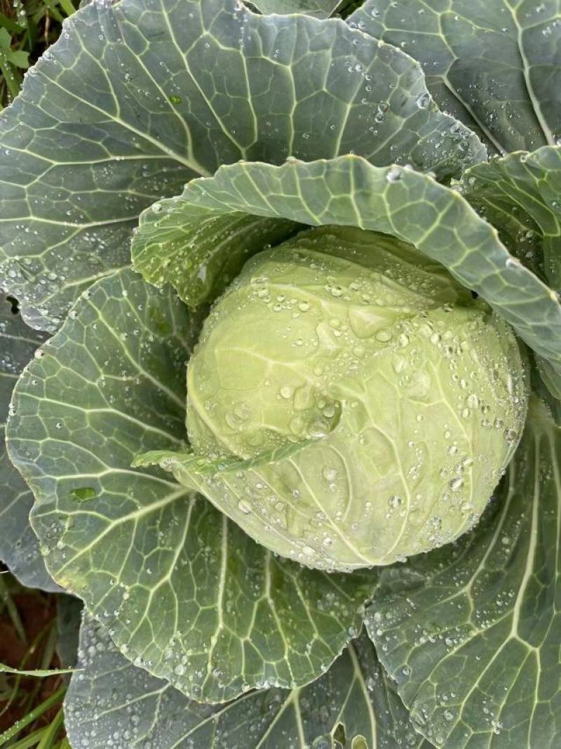 小铁头