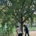 20公分银杏树，常年供应银杏实生树，嫁接树，银杏小苗