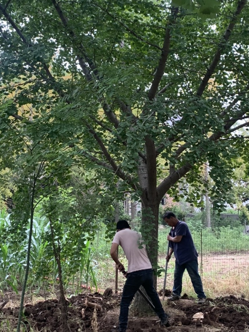 20公分银杏树，常年供应银杏实生树，嫁接树，银杏小苗