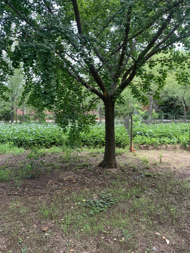 20公分银杏树，常年供应银杏实生树，嫁接树，银杏小苗