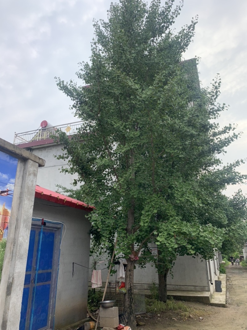 20公分银杏树，常年供应银杏实生树，嫁接树，银杏小苗