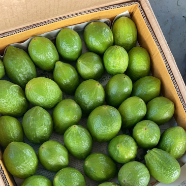 广东香水柠檬