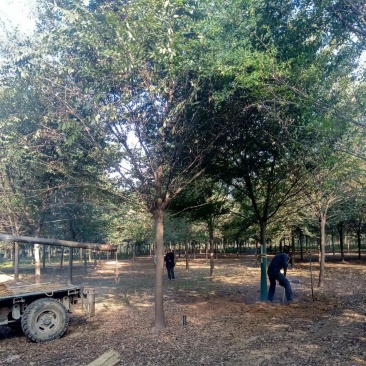 苗圃直供榉树12公分15公分18公分货到付款