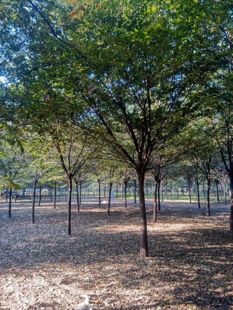 苗圃直供榉树12公分15公分18公分货到付款