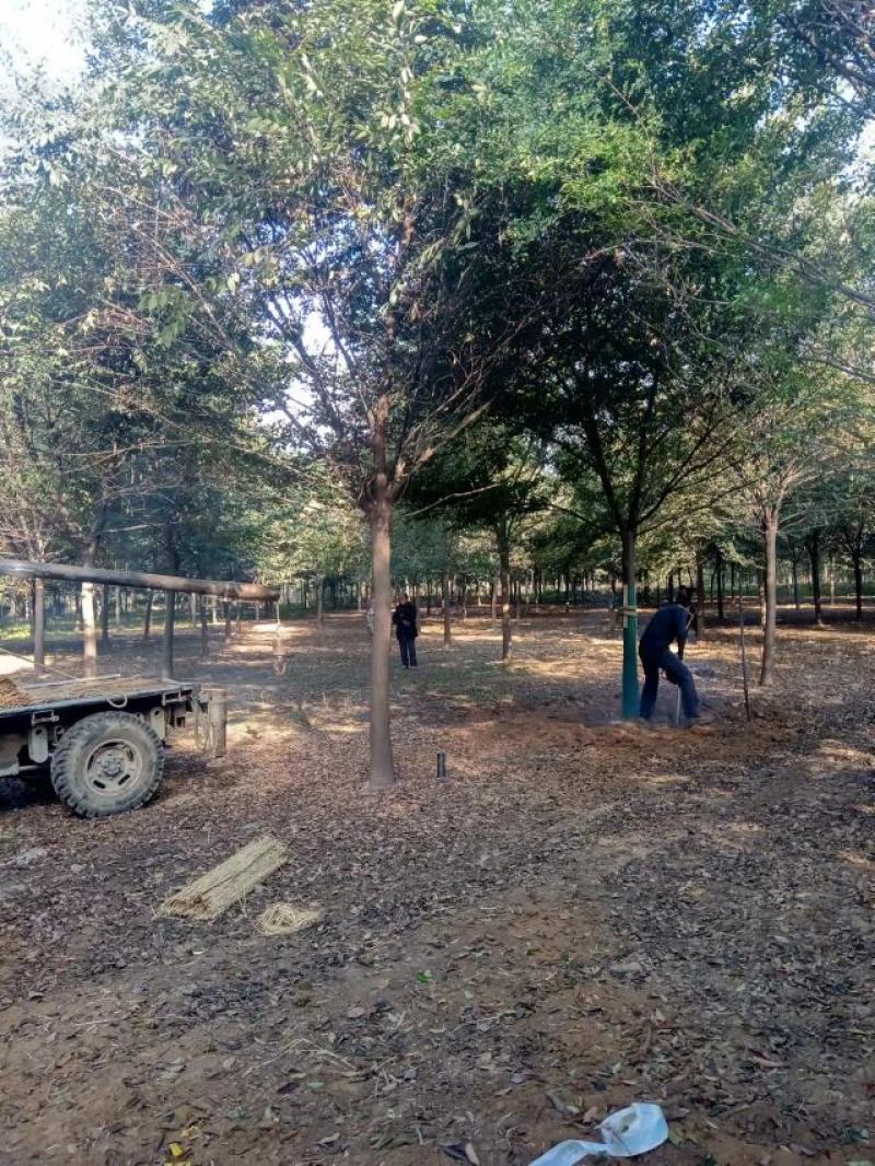 苗圃直供榉树12公分15公分18公分货到付款