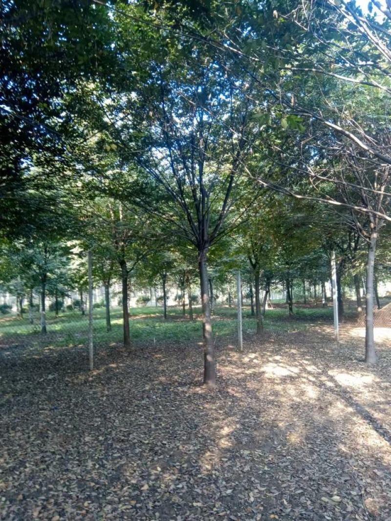 苗圃直供榉树12公分15公分18公分货到付款