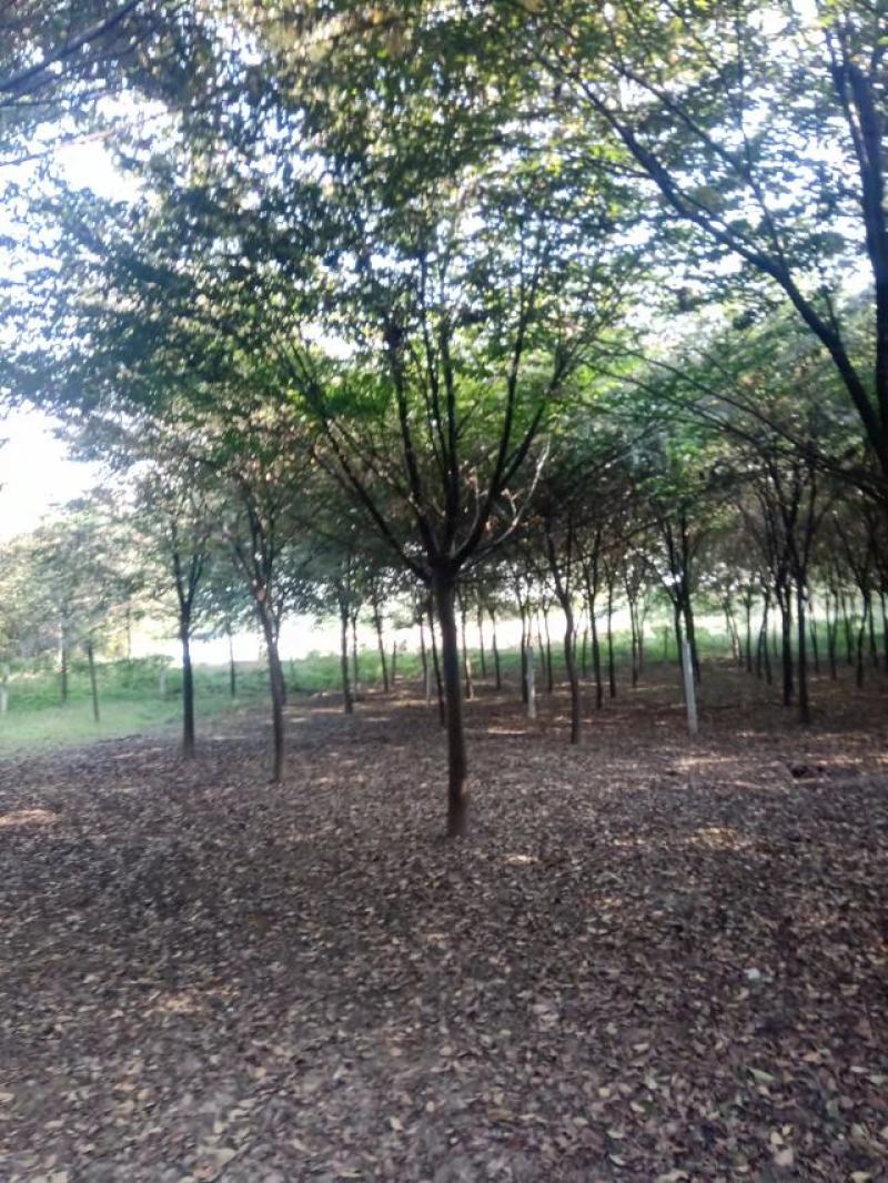 苗圃直供榉树12公分15公分18公分货到付款